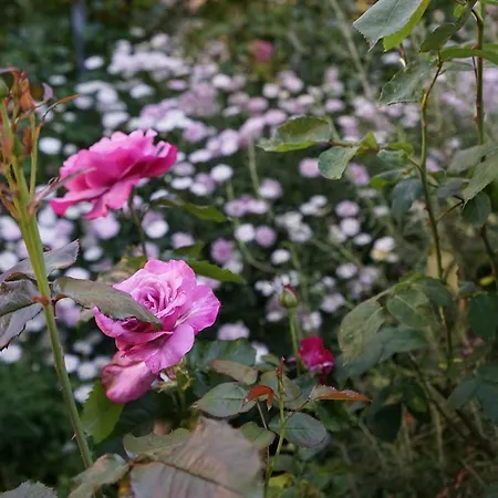 Gianicolo Penny's Garden