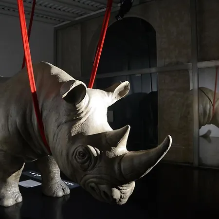 Rhinoceros 5*