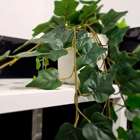 Vittoria's 招待所