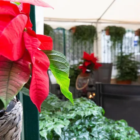 Guest house Flatinrome Trastevere Deluxe - Patio 3*