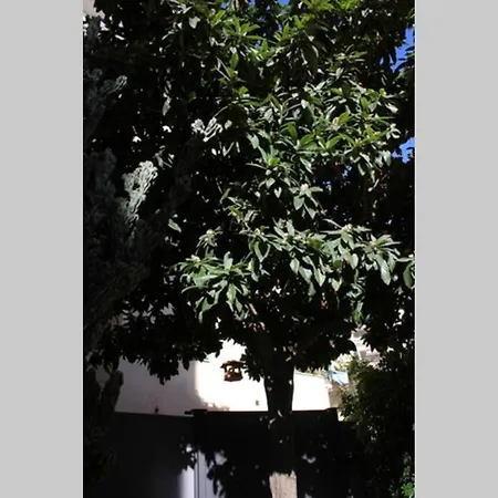 Loquat House Nel Giardino Segreto In Zona Vaticano * Rome