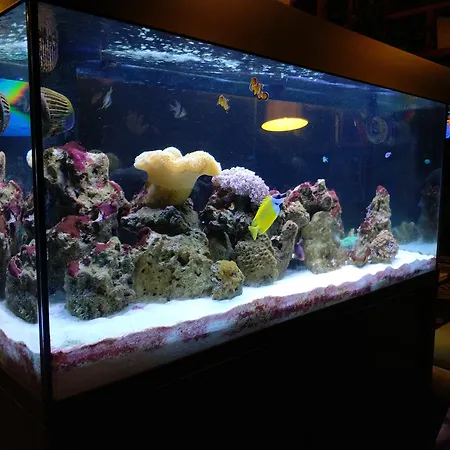 酒店 罗马奢华酒店 5*