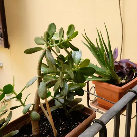 New! True-stevere Amazing Double Bed For 5 Pax * Rome