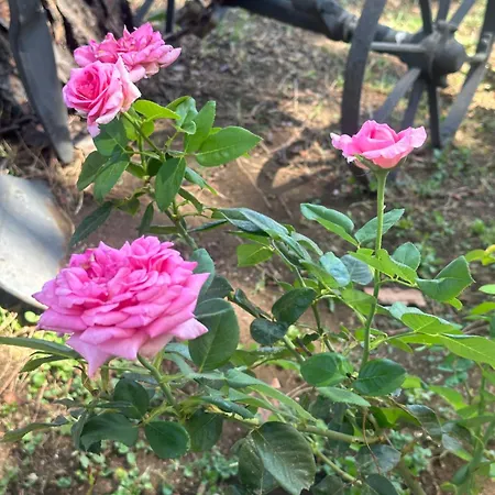 Rose Garden Park -rose- * Rome