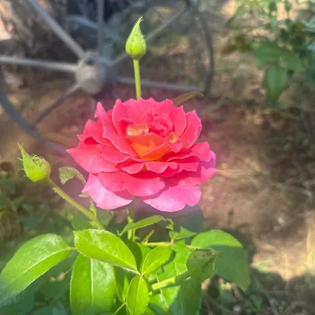 Rose Garden Park -rose- *